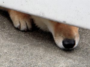 番犬が柵の隙間から覗く