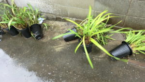 台風では大きな鉢も倒れる
