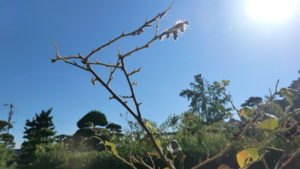 ブルーベリーの葉が完全に食べられた様子。
