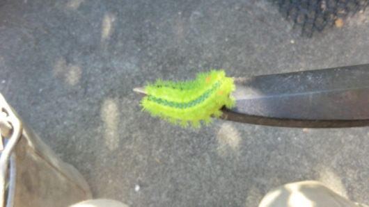 ハサミに乗せたイラガの幼虫。