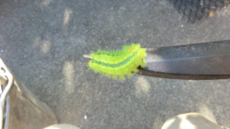 ハサミに乗せたイラガの幼虫。