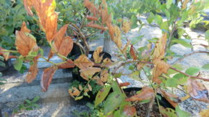 ブルーベリーの葉が害虫に食べられた写真。