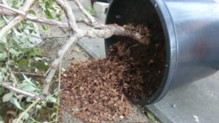 マルチング資材がこぼれた鉢。