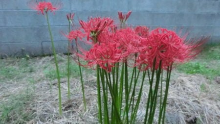 A spider lily blooming at the water's edge.
