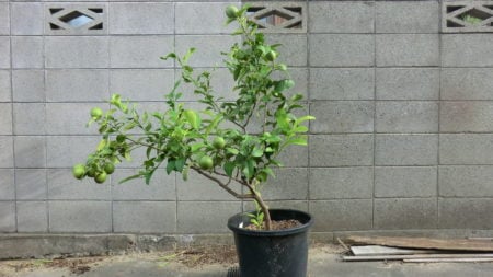 9月下旬の鉢植えレモンの様子。