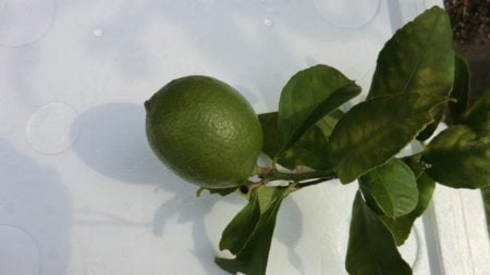 一枝一果のレモン果実。