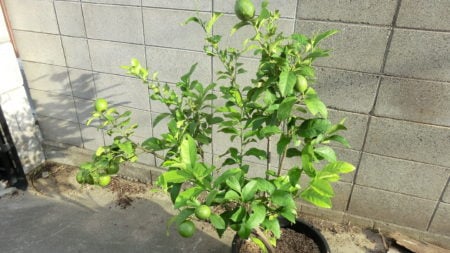 実を着け過ぎた鉢植えレモン。