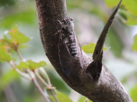 夏のセミ、ツクツクホウシ