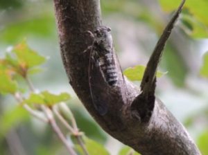 夏のセミ、ツクツクホウシ