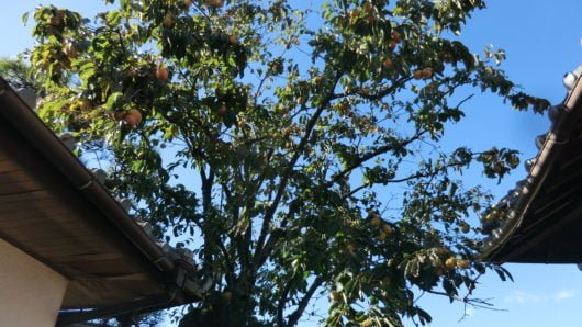 Saijo persimmon tree in my house.