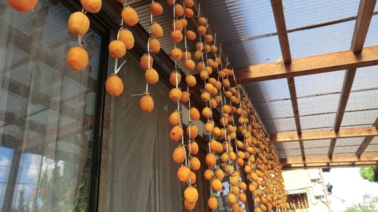 Choosing a place is important to make dried persimmons.