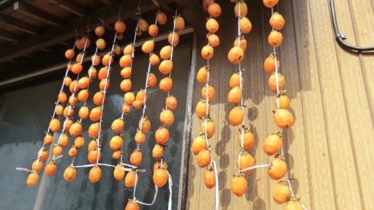 Choosing a place is important to make dried persimmons.