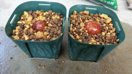 アボガドの種を土に挿す向きを確認。