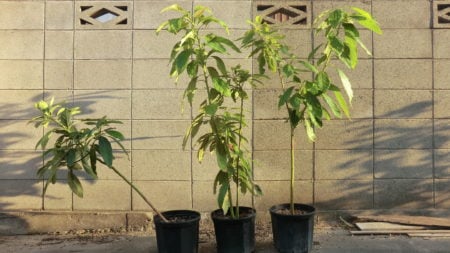 アボガドの種を土に挿す向きを確認。