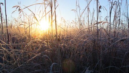 秋の霜が降りた風景。