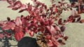 サミットの紅葉