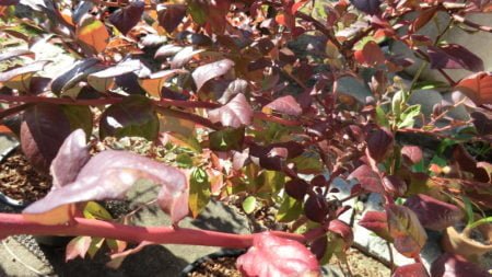 ブルーベリーの紅葉開始。１０月下旬