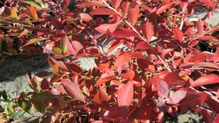 ブルーベリーの紅葉