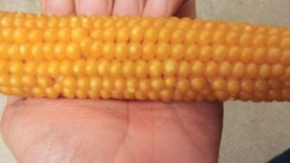 乾燥させたトウモロコシ