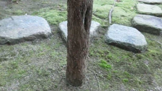 樹の表面が猫の爪とぎにやられた