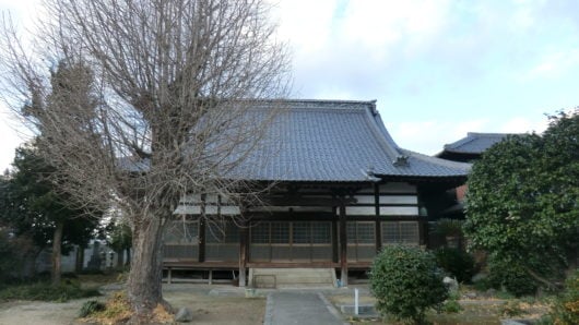 隣のお寺の銀杏は枝が乳のように垂れている。