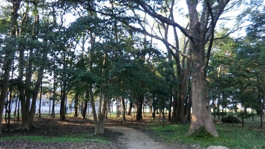 八十主神社の社叢林。丸亀市保存樹木