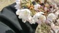 Myousyouji sakura cherry blossom