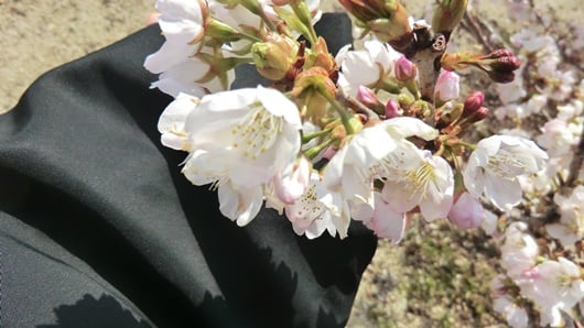 Nehan-sakura cherry blossom