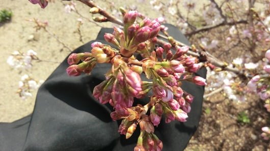 Nehan-sakura cherry bud pink