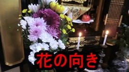 仏花の向きの疑問について、浄土真宗お坊さんがお答え