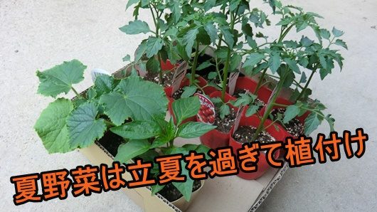 夏野菜は立夏(夏の始まり)から植える