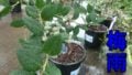 Blueberry watering of the rainy season