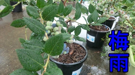 Blueberry watering of the rainy season