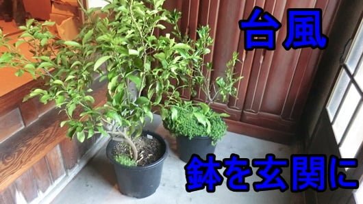 台風の時は鉢を屋内に取り込む