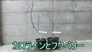 フクベリーとカロラインブルーの苗木を買った