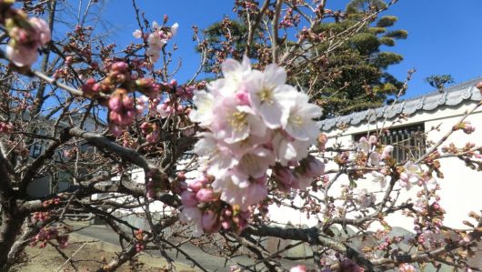 円龍寺の涅槃桜2019年3月8日