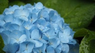 梅雨の雨に濡れるアジサイ