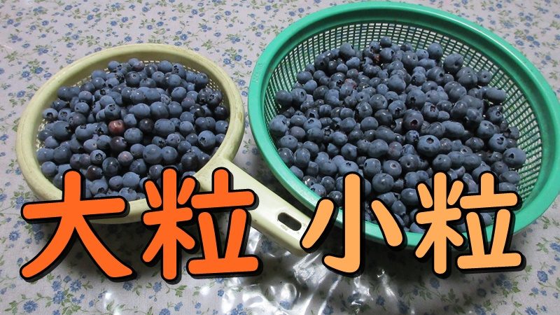 ブルーベリーを収穫するときに、大粒と小粒に分けておくと便利