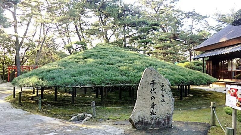 Chiyo no Kasamatsu (千代の傘松). Huge pine with a diameter of 15 meters