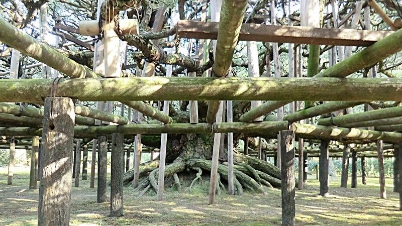 A thick pine tree trunk. Chiyo no Kasamatsu