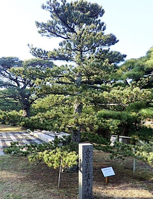 三笠宮崇仁殿下の御手植えの松
