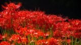 Red spider lily amaryllis