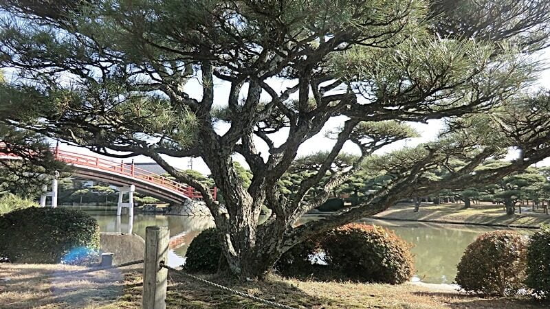 万象園の美し松