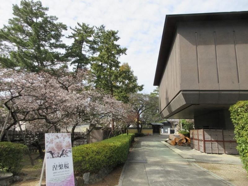 涅槃桜は善通寺宝物館の西側に植えられている