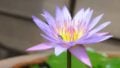 Lotus small insect