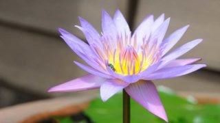 Lotus small insect
