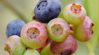 Blueberry fruits tree