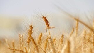Wheat image