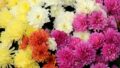 Chrysanthemum kiku color