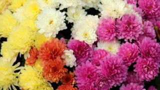 Chrysanthemum kiku color